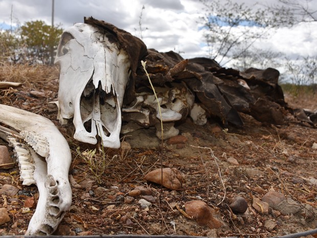 Com a seca que assola o RN há cinco anos, animais mortos às margens das rodovias que cortam o estado fazem parte de um cenário desolador (Foto: Anderson Barbosa e Fred Carvalho/G1)