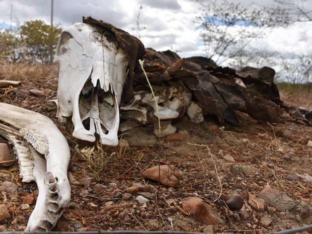 Com a seca que assola o RN há cinco anos, animais mortos às margens das rodovias que cortam o estado fazem parte de um cenário desolador  (Foto: Anderson Barbosa e Fred Carvalho/G1)