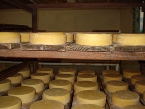 O queijo canastra adquire a cor amarelada e o sabor picante durante a maturação (Foto: Divulgação/ Luciano Machado)