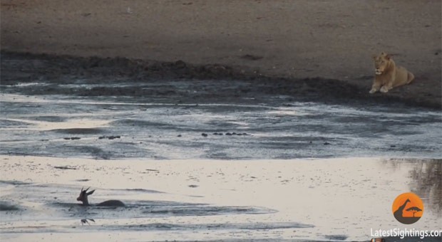 Impala entrou no rio para fugir de leões (Foto: Reprodução/YouTube/Kruger Sightings) Impala entrou no rio para fugir de leões (Foto: Reprodução/YouTube/Kruger Sightings)