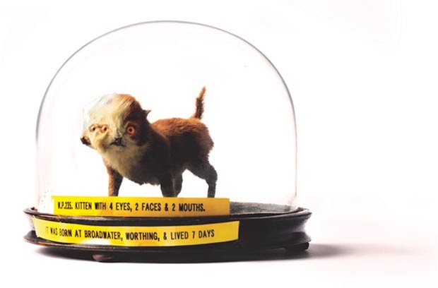 Esperava-se que a coleção fosse vendida inteira, mas não houve nenhuma oferta pelo acervo completo, que acabou desmembrado. O artista britânico Damien Hirst tentou comprar tudo por mais de R$ 3,5 milhões, mas já era tarde demais para o lance (Foto: Pat Morris/Joanna Ebenstein) Esperava-se que a coleção fosse vendida inteira, mas não houve nenhuma oferta pelo acervo completo, que acabou desmembrado. O artista britânico Damien Hirst tentou comprar tudo por mais de R$ 3,5 milhões, mas já era tarde demais para o lance (Foto: Pat Morris/Joanna Ebenstein)