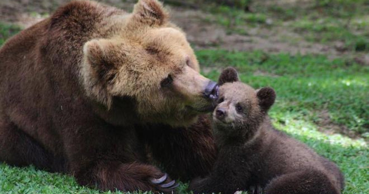 Filhote de urso-pardo é apresentado aos visitantes do Zoológico ... - Globo.com