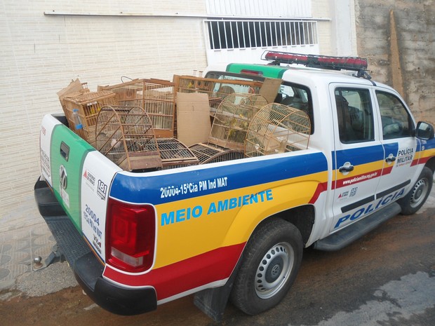 Polícia apreende mais de 30 pássaros silvestres em Teófilo Otoni Polícia apreende mais de 30 pássaros silvestres em Teófilo Otoni