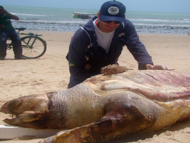 Tartaruga cabeçuda encontrada morta em Boa Viagem (Foto: Reprodução/TV Globo)