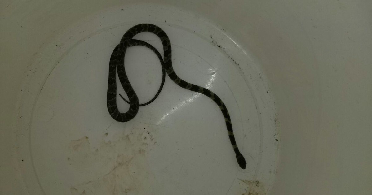 Cobra passa por cima dos pés de motorista em Balneário Piçarras - Globo.com