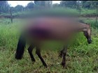 Cavalo morre após ser esfaqueado em bairro de Anápolis, GO