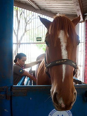 Cavalos receberam atendimento mdico e so treinados para serem usados pela PM. (Foto: Maria Anffe/GcomMT)