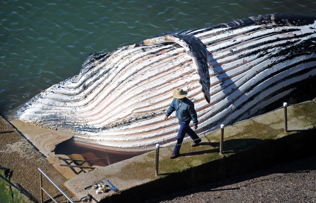 O guarda de um parque nacional passa pela carcaça de uma baleia-jubarte de 30 toneladas que apareceu morta em uma piscina de pedra na praia de Newport, ao norte de Sidney (Austrália). (Foto: Torsten Blackwood/AFP)