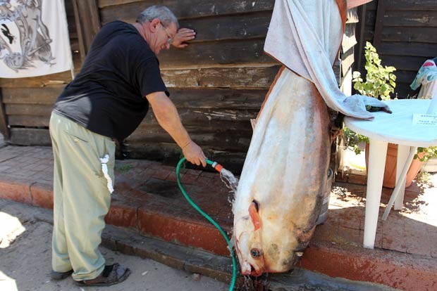 Peixe de 150 kg aparece na praia na Córsega (Foto: Pascal Pochard-Casabianca/AFP)