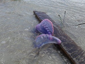 caravela portuguesa praia marudá pará (Foto: Wildes Lima/ Arquivo Pessoal) caravela portuguesa praia marudá pará (Foto: Wildes Lima/ Arquivo Pessoal)