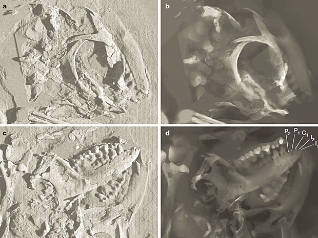 Região do crânio do animal vista de diferentes ângulos. Nas imagens C e D, é possível ver os dentes na mandíbula (Foto: Nature/Divulgação)