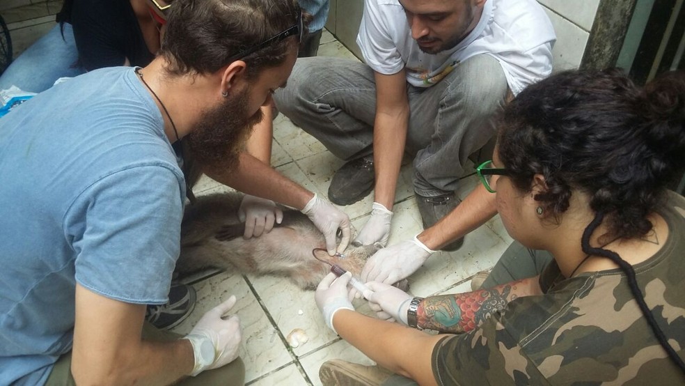 Transfusão ocorreu na quarta-feira (22) (Foto: Jóice Brito/CPRH)