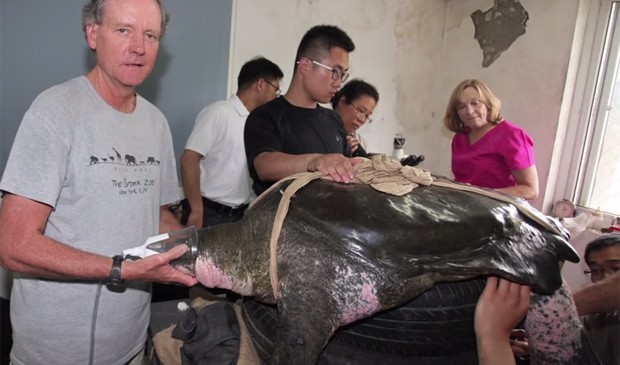 Tartaruga foi submetida a procedimento de inseminação artificial (Foto: Reprodução/YouTube/Wildlife Conservation Society) Tartaruga foi submetida a procedimento de inseminação artificial (Foto: Reprodução/YouTube/Wildlife Conservation Society)