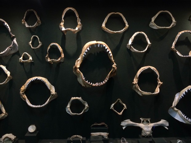 Arcadas de animais marinhos fazem parte da coleção do Museu Oceanográfico da Univali (Foto: Museu Oceanográfico Univali)