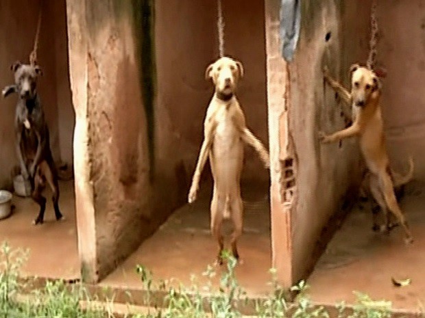 Cães subnutridos são resgatados abandonados em casa de Valparaíso de Goiás (Foto: Reprodução/TV Anhanguera)