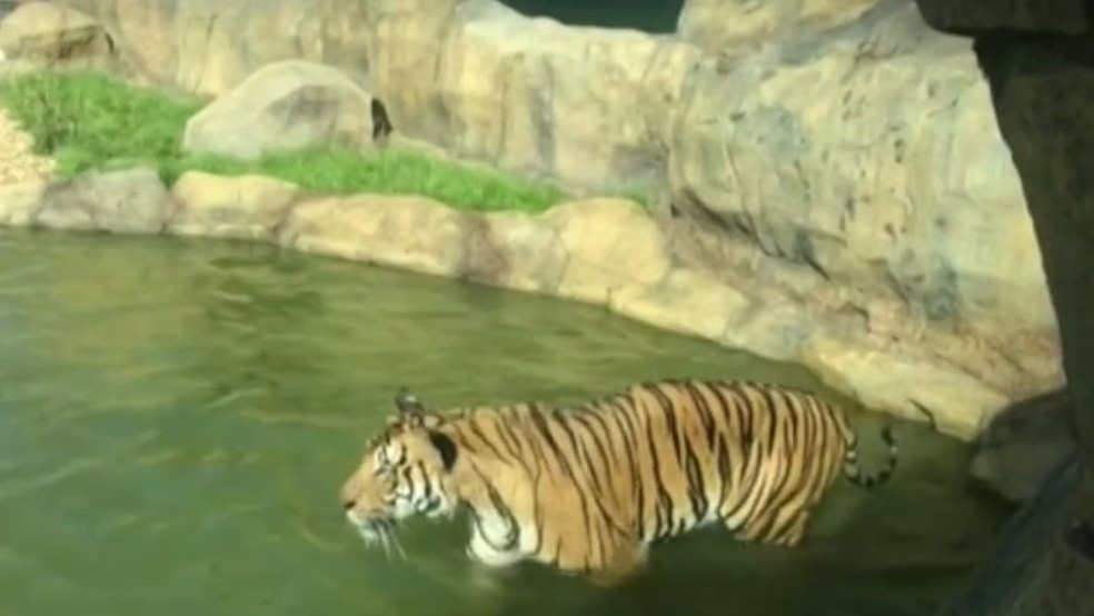 Uma nova jaula para os tigres foi aberta no ano passado (Foto: BBC)