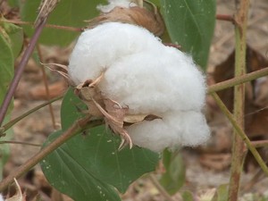agricultores plantam algodão em fase experimental em ibaretama (Foto: TV Verdes Mares/Reprodução)