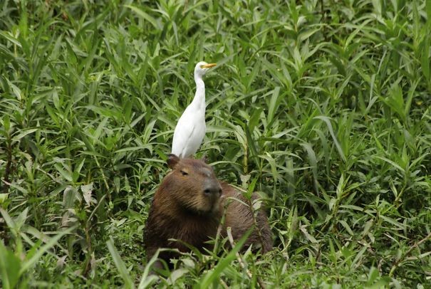 portalraizes.com - 15 fotos que provam que a capivara é o animal mais fofo e simpático da natureza