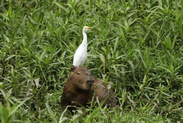 15 fotos que provam que a capivara é o animal mais simpático da