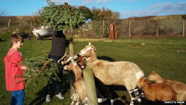 "As cabras amam comê-las – as folhas espinhosas fazem muito bem a elas", afirmou a responsável pela fazenda, Sue Illsley (Foto: Fancys Farm) "As cabras amam comê-las – as folhas espinhosas fazem muito bem a elas", afirmou a responsável pela fazenda, Sue Illsley (Foto: Fancys Farm)