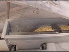 No PR, falta de armazéns dificulta a estocagem da safra de grãos