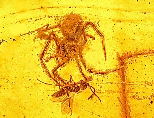 Cientistas encontram fóssil de aranha e presa de 100 milhões de anos (Foto: Oregon State University)