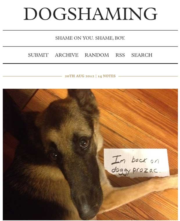 Tumblr reúne fotos de cães 'envergonhados' (Foto: Reprodução)