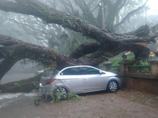 Uma árvores atingiu um carro no Parque do Mirante em Piracicab (Foto: Edjan Del Santo/EPTV) Uma árvores atingiu um carro no Parque do Mirante em Piracicab (Foto: Edjan Del Santo/EPTV)