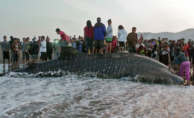 Pessoas se reúnem ao redor de um tubarão-baleia de nove metros encontrado morto na beira da praia de Parangkusumo, em Bantul, na Indonésia, neste sábado (4). (Foto: Slamet Riyadi/AP)