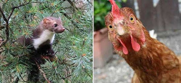 Uma marta e uma galinha, mas não as envolvidas no caso em pauta