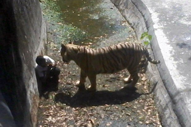 Imagem mostra tigre se aproximando de jovem que entrou em seu recinto no zoológico de Nova Déli nesta terça-feira (23) (Foto: Polícia de Nova Déli/AFP)