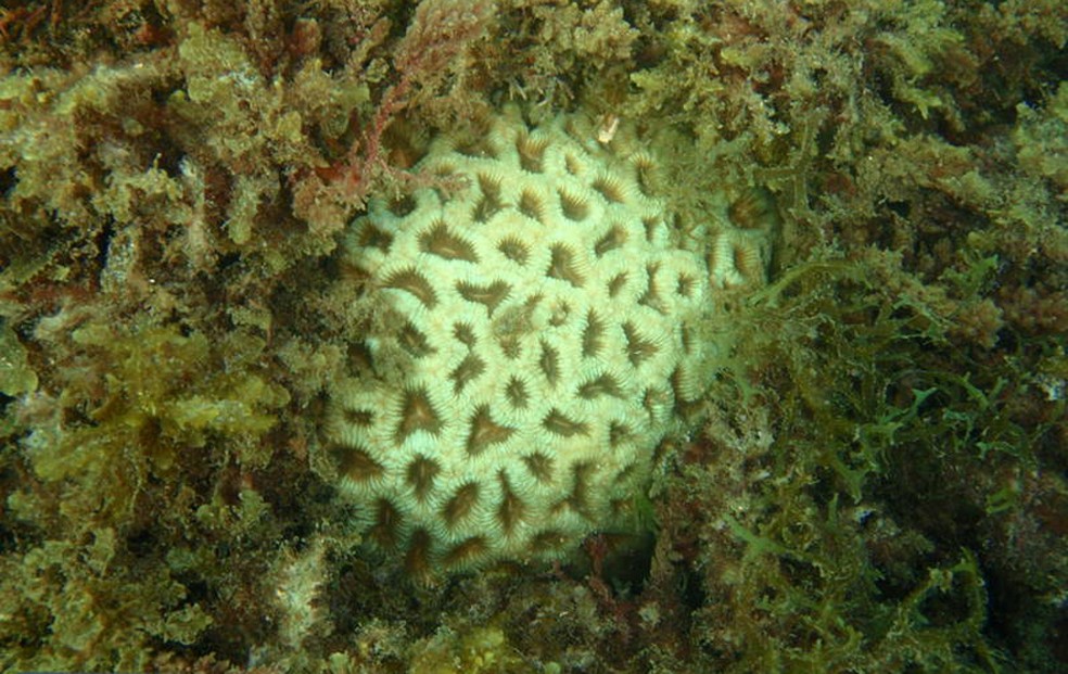 Imagem do coral-cérebro — Foto: Álvaro Migotto