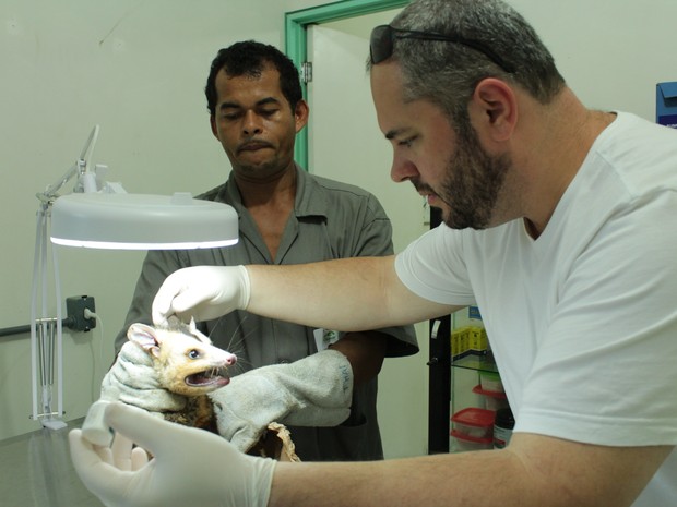 Segundo veterinário Marius Belluci, Centro de Triagem faz trabalho de Centro de Reabilitação. (Fot Natália Souza/G1)