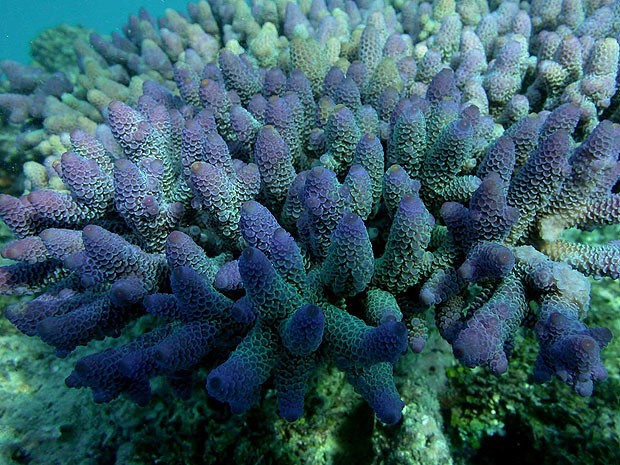 Coral encontrado na Grande Barreira, localizado no litoral da Austrália (Foto: Cortesia/Carlos Sanchez)