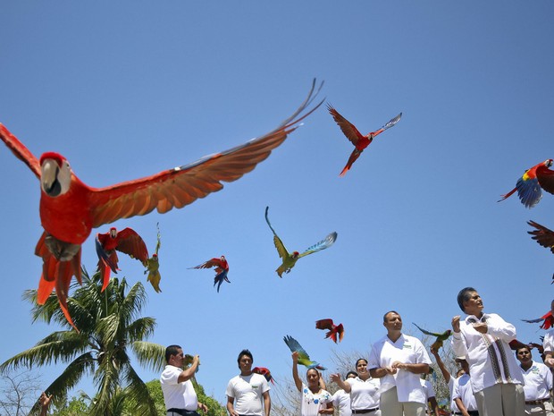 Araras-vermelhas voam soltas no parque Xcaret, na Riviera Maia, perto da cidade de Playa del Carmen, no México. O parque foi reconhecido como recordista pelo livro Guinness depois de registrar 132 araras-vermelhas nascidas em suas dependências. (Foto: Elizabeth Ruiz/AFP)