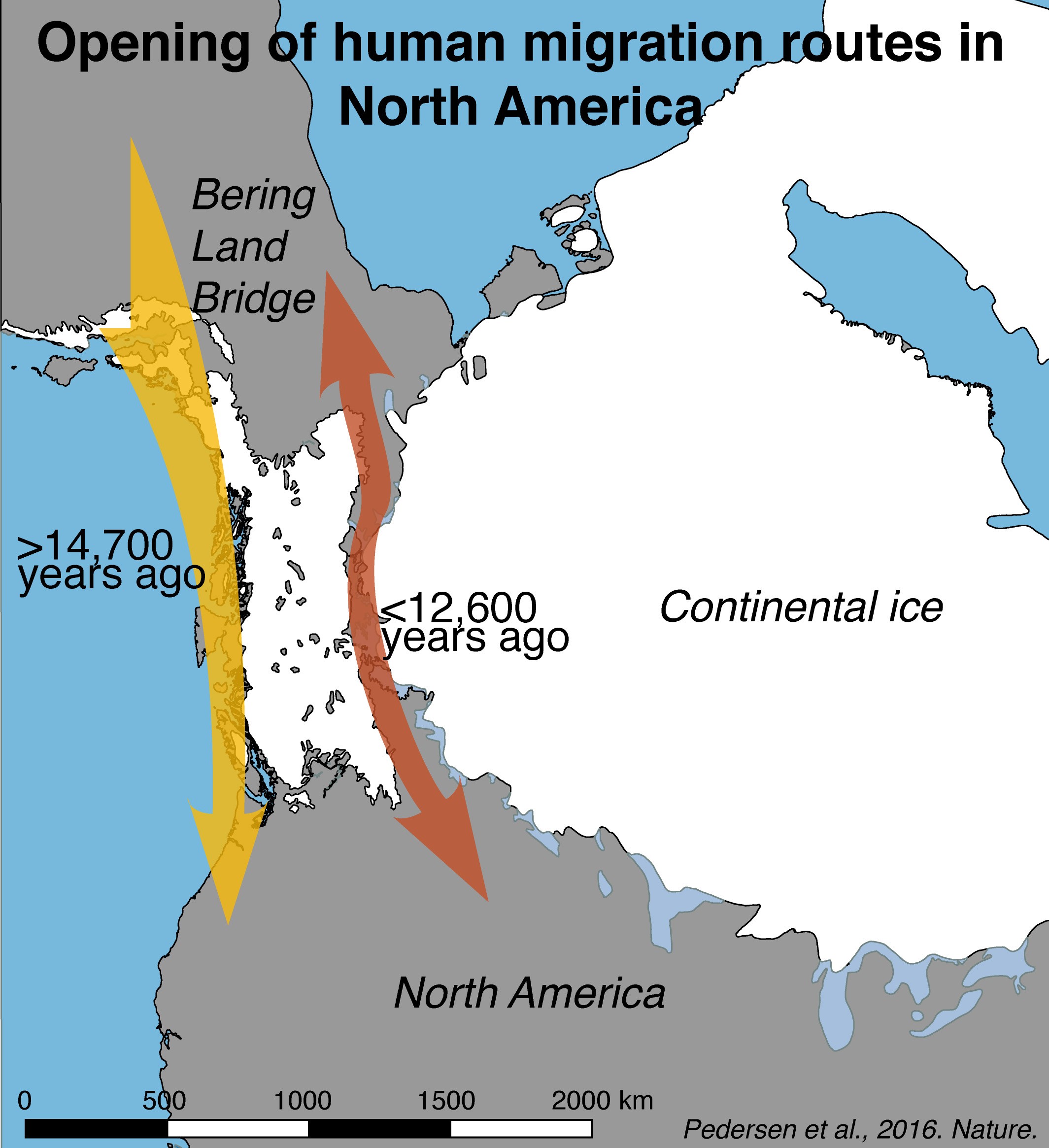  Mapa mostra a abertura das rotas de migração para a América do Norte, de acordo com o estudo  (Foto: Mikkel Winther Pedersen/Divulgação)