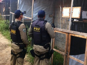 Oito pessoas são presas e 7 armas apreendidas em Miguel Calmon (Foto: Divulgação /PRF)