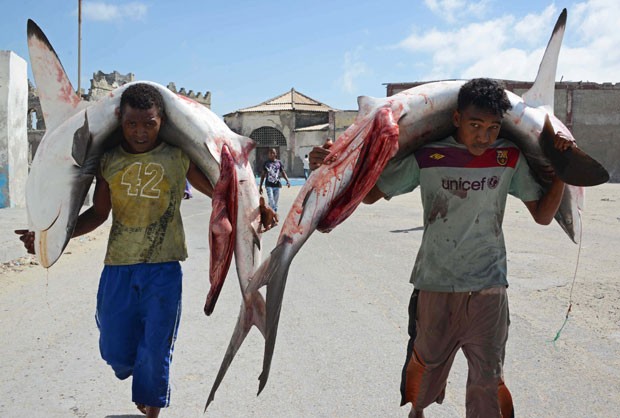 Dois pescadores foram flagrados carregando tubarões sobre os ombros em Mogadíscio, na Somália. A dupla foi fotografada enquanto levada os peixes para ser vendidos em um mercado local. (Foto: Mohamed Abdiwahab/AFP)
