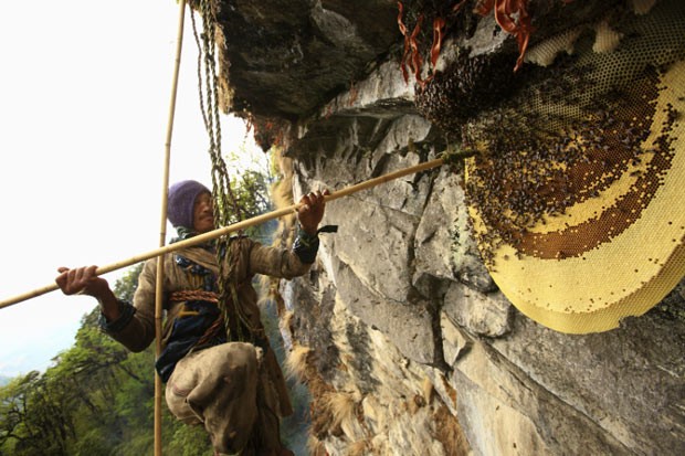 Nepaleses arriscam vida para coletar mel da maior abelha do mundo (Foto: Caters)