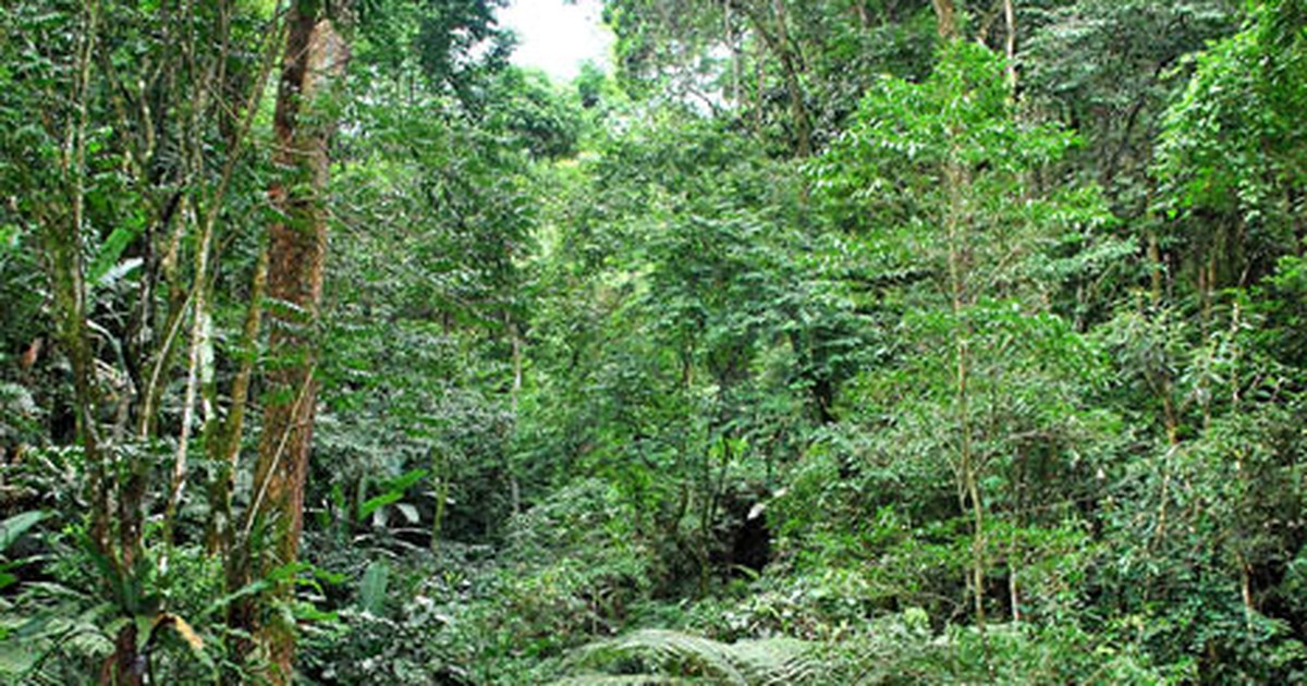 Natureza Área De Mata Atlântica Existente No Rio De Janeiro Será Mapeada Em 2012 0668