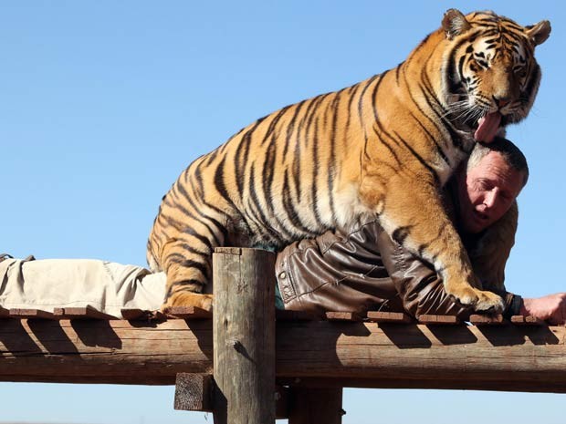 Conhecido como ‘homem tigre’, John Wagenaar convive com tigres siberianos em uma reserva perto de Joanesburgo, na África do Sul. Os animais chegam a lamber a cabeça e se apoiar nos braços de Wagenaar (Foto: Matthew Tabaccos/Barcroft Media/Getty Images)