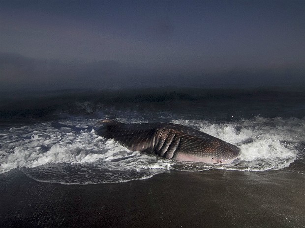 Os tubarões-baleia são classificados como "vulneráveis" pela União Internacional para a Conservação da Natureza (Foto: Suryo Wibowo/AFP)