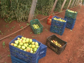Sete casos de roubos de tomates foram registrados pela polícia, mas número de vítimas pode ser maior, segundo delegado (Foto: Reprodução/RPC TV)