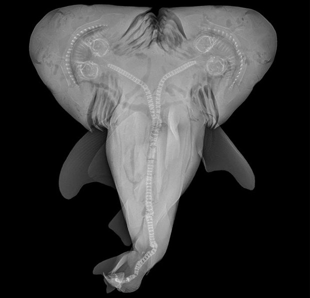 Raio-X do tubarão-touro mostra as duas cabeças e as espinhas que se convergem em apenas uma, seguindo até a cauda (Foto: EFE/Michael Wagner/Michigan State University)