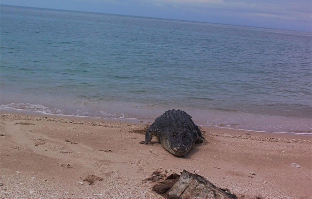 g1 câmera flagra cena impressionante de crocodilo devorando carcaça