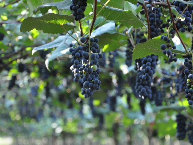 São usados 20% da uva Violet para dar a cor escura ao suco de uva (Foto: Amanda Sampaio/ G1)