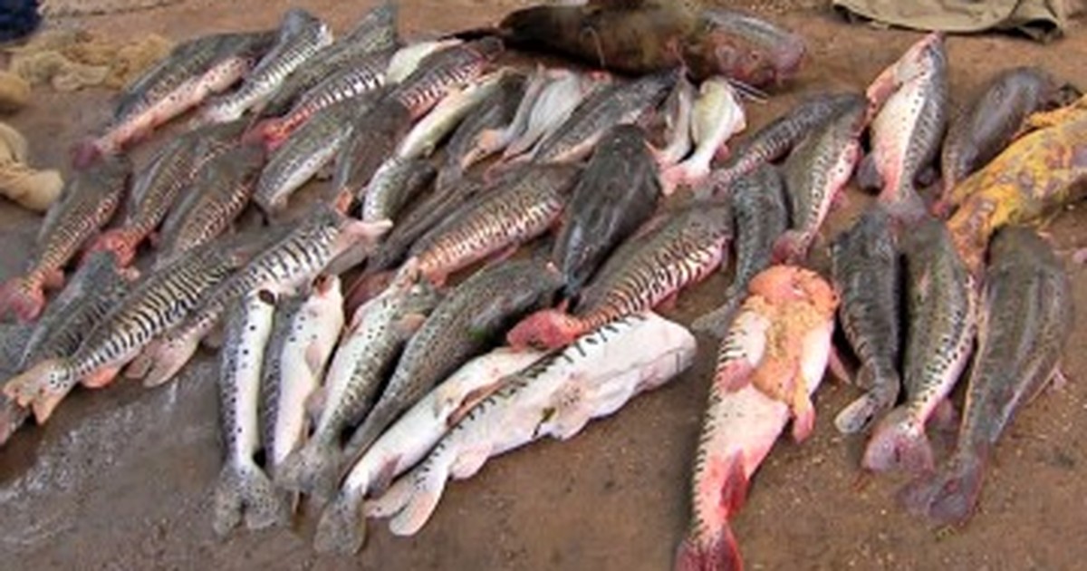 G1 Cerca de 800 quilos de pescado irregular são apreendidos em MT