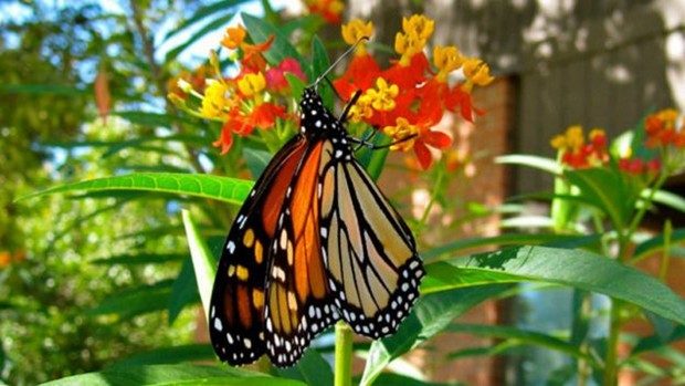 As borboletas monarcas são os únicos insetos a fazer uma migração tão longa  (Foto: Monarch Watch)