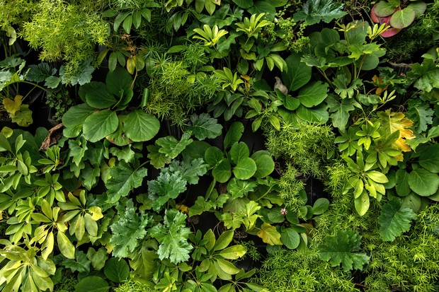 6 plantas rasteiras para enfeitar o seu jardim (Foto: Getty Images)