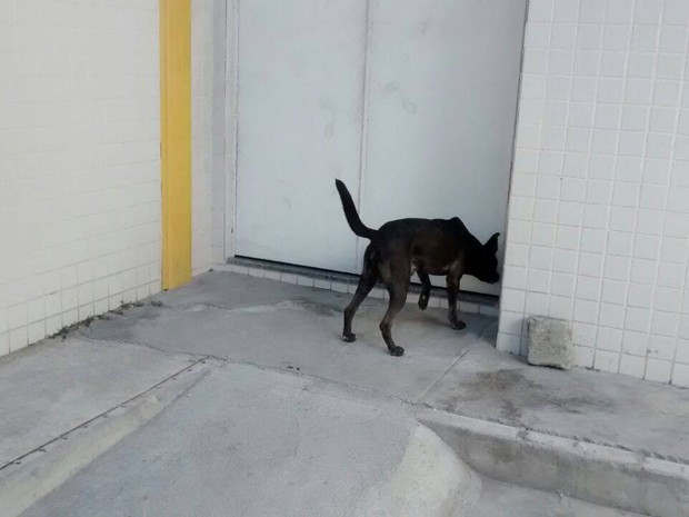 Cachorro acompanha o dono, que foi preso em Cabo Frio, no RJ, até a delegacia (Foto: Blog Eduander Silva) Cachorro acompanha o dono, que foi preso em Cabo Frio, no RJ, até a delegacia (Foto: Blog Eduander Silva)